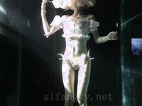 Koleksi koleksi loli kepala anjing Douyin