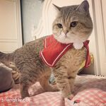 推特57万粉网红女神『一只云烧』最新OF订阅私拍童颜巨乳各式COS极度魅惑高清