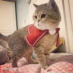 推特57万粉网红女神『一只云烧』最新OF订阅私拍童颜巨乳各式COS极度魅惑高清