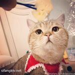 推特57万粉网红女神『一只云烧』最新OF订阅私拍童颜巨乳各式COS极度魅惑高清