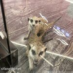 推特57万粉网红女神『一只云烧』最新OF订阅私拍童颜巨乳各式COS极度魅惑高清