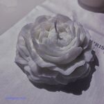 著名模特（yuer）大尺度下海资源流出，已绝版36V+165P