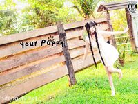 推特萝莉女神『落落Raku』超大尺度COS动漫私拍《淫欲女皇》超美诱惑 