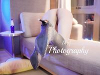 摄影师@先生J 尺度人体视图合集