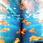 [Karya hebat ❤️Sangat disyorkan] Karya baharu jurugambar "YUZA" yang diketengahkan dengan sempurna menggabungkan seks telanjang dan keinginan rohani dengan sempurna, penggambaran peribadi definisi tinggi 443P versi 720P definisi tinggi