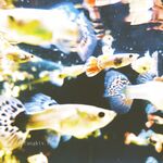 [Karya hebat ❤️Sangat disyorkan] Karya baharu jurugambar "YUZA" yang diketengahkan dengan sempurna menggabungkan seks telanjang dan keinginan rohani dengan sempurna, penggambaran peribadi definisi tinggi 443P versi 720P definisi tinggi