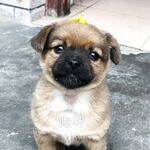 [Karya hebat ❤️Sangat disyorkan] Karya baharu jurugambar "YUZA" yang diketengahkan dengan sempurna menggabungkan seks telanjang dan keinginan rohani dengan sempurna, penggambaran peribadi definisi tinggi 443P versi 720P definisi tinggi