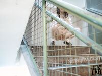 有喵酱- 楼梯间的肆意