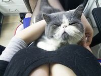 軒子高清無浮水印