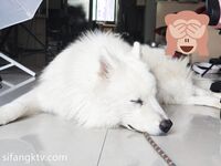 Twitter - Momotani Wakahimeko koleksi gambar bertaburan