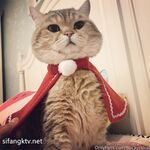 一只云烧最新OF订阅