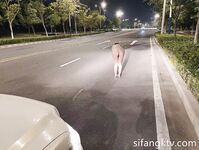 -2023萬眾矚目網紅露出調教天花板【J神】私拍第九彈~粉屄女神露出群P雙洞各種無底線玩弄