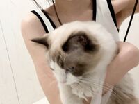 Clockwork Girl (Miscellaneous Pear) Bộ sưu tập đăng ký thành viên fantia 22.09