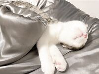 Zuo Gongzi 666-마이크로원 시리즈 사진-7부