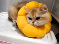 Vào cuối năm, một dòng tweet gây sốc xuất hiện trên Twitter. Nữ thần khuôn mặt cao và ngực khủng tương phản [Wine Moon], được chủ nhân đào tạo để quay phim riêng.