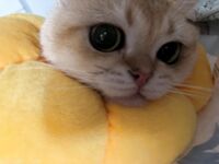 Vào cuối năm, một dòng tweet gây sốc xuất hiện trên Twitter. Nữ thần khuôn mặt cao và ngực khủng tương phản [Wine Moon], được chủ nhân đào tạo để quay phim riêng.