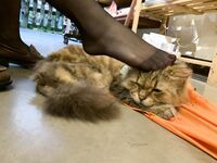 Manfaat otaku terbaik! Belia tidak terkalahkan! Twitter Welfare Ji selebriti internet besar Yuzuki, seorang gadis muda yang manis dan masin [Qingmu Xiaohe] membayar untuk penggambaran peribadi, melancap dalam 3P dan melakukan hubungan seks, dan telah dimu