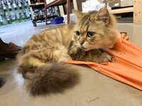 Manfaat otaku terbaik! Belia tidak terkalahkan! Twitter Welfare Ji selebriti internet besar Yuzuki, seorang gadis muda yang manis dan masin [Qingmu Xiaohe] membayar untuk penggambaran peribadi, melancap dalam 3P dan melakukan hubungan seks, dan telah dimu