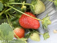 Isteri kontras atas! Seekor jalang berkulit cerah yang tampan di Panyu, Guangzhou [Mingo suka menunjuk-nunjuk] gambar dan faedah peribadi, didedahkan di hadapan orang ramai di luar rumah, memberikan seks oral di dalam tandas lelaki, membuatkan jantung ber