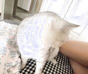 트위터의 새로운 최고 큰 가슴 소녀 [리틀 바유 피쉬 비스킷] 설날 가슴 흔들리는 누드 댄스와 엉덩이와 보지 깨는 혜택