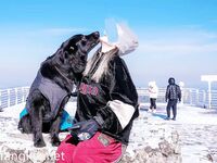 2024年2月，超级反差母狗【六花】大年初一拜年，美背滴蜡写龙年大吉，高价付费福利