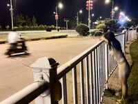 รั่วไหลออกมาในปี 2024 ความงามที่ดีที่สุดของ Twitter Master [qingge97] เปิดเผยคอลเลกชันมุมมองทางเพศที่เปิดเผยความคมชัดกลางแจ้งเทพธิดาที่สวยงามสุด ๆ กล้าได้กล้าเสีย