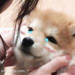 The ultimate contrasting goddess! A little bitch who doesn't want to be a lady with thousands of people chasing her but wants to be a financial sponsor. A sweet and salty beauty who is kept by a wealthy father. [uaresocute2] Private filming and traini