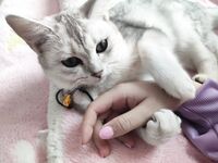 Twitter萝莉〖小埋长不高〗可爱私拍，奶油肌肤挺乳粉穴在外是老师同学眼中的乖乖女在家是小母狗