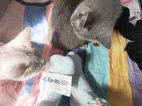 Twitter萝莉〖小埋长不高〗可爱私拍，奶油肌肤挺乳粉穴在外是老师同学眼中的乖乖女在家是小母狗