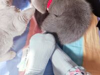 Twitter萝莉〖小埋长不高〗可爱私拍，奶油肌肤挺乳粉穴在外是老师同学眼中的乖乖女在家是小母狗