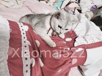 Twitter萝莉〖小埋长不高〗可爱私拍，奶油肌肤挺乳粉穴在外是老师同学眼中的乖乖女在家是小母狗