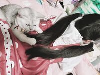 Twitter萝莉〖小埋长不高〗可爱私拍，奶油肌肤挺乳粉穴在外是老师同学眼中的乖乖女在家是小母狗