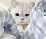 Twitter萝莉〖小埋长不高〗可爱私拍，奶油肌肤挺乳粉穴在外是老师同学眼中的乖乖女在家是小母狗