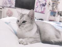 Twitter萝莉〖小埋长不高〗可爱私拍，奶油肌肤挺乳粉穴在外是老师同学眼中的乖乖女在家是小母狗