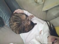 2024重磅，秀人网【雨儿酱】高价千元定制，稀缺珍藏佳品，极品大奶清晰漏点揉奶定制，毛毛多多，性感女神