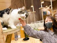 日本最优秀成人性爱女郎「Liris Amano」「RirisuAmano」特辑全资源