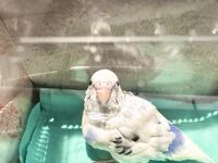 日本最优秀成人性爱女郎「Liris Amano」「RirisuAmano」特辑全资源