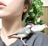 日本最优秀成人性爱女郎「Liris Amano」「RirisuAmano」特辑全资源