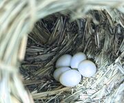 日本最优秀成人性爱女郎「Liris Amano」「RirisuAmano」特辑全资源