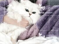 可御姐可萝莉顶级女神〖姜兔兔〗你的女神我的母狗~小母狗越是被羞辱越喜欢，被大鸡巴爸爸顶穿