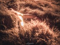 Sweet Eighty-Three Collection