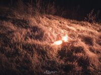 Sweet Eighty-Three Collection