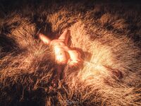 Sweet Eighty-Three Collection