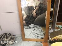 老公不在家(suiusi_5) 合集