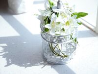 G44는 다치지 않을 것이다 - NO.51 완화징 남동생