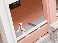 G44不会受伤- NO.39 雾枝校服