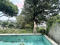 Kieisha Kiko Benimo Mogi Fuyoshijima Travel Beat Exposure Hana Gore (3)