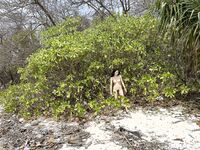 โมเตกิ กิโกะ นางแบบสีแดง Xiweisha ทริปภูเก็ต เผยภาพเบื้องหลัง (1)