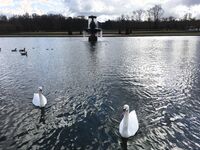 트위터의 유럽 및 미국 거대 수탉 마스터 [BBB 삼촌]과 비교할 때 수탉은 소녀의 팔뚝만큼 두껍고 수탉에 유명한 시계를 착용 한 소녀는 오쟁이 진 남편 노예와 함께 움찔합니다.