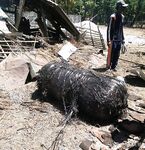 트위터의 유럽 및 미국 거대 수탉 마스터 [BBB 삼촌]과 비교할 때 수탉은 소녀의 팔뚝만큼 두껍고 수탉에 유명한 시계를 착용 한 소녀는 오쟁이 진 남편 노예와 함께 움찔합니다.